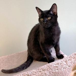 Arroz, kitten, available for adoption