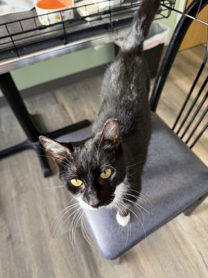 Omla, young, available for adoption