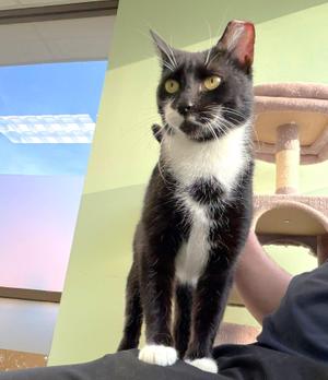 Omla, young, available for adoption