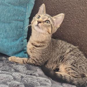 A tabby cat lying on a gray blanket, looking up with its ears perked and eyes wide.