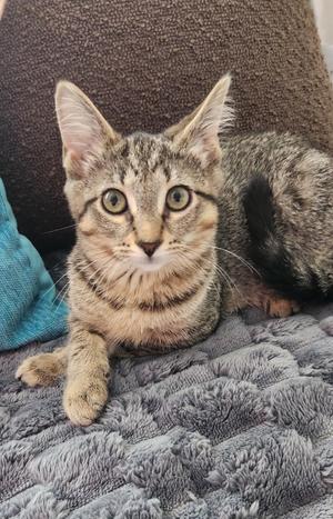 A tabby kitten with green eyes sitting on a gray blanket.