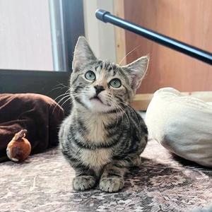 Oatmeal, kitten, available for adoption