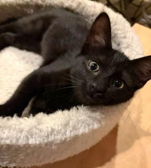 Fresca, kitten, available for adoption
