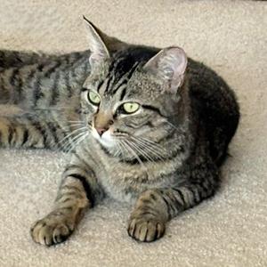 Lee (Lisa), young, available for adoption