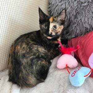 Josephine, kitten, available for adoption