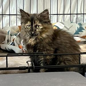 Oodles, kitten, available for adoption
