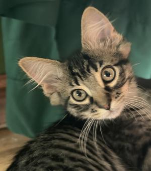 A close-up of a tabby kitten with large, round eyes and pointed ears, looking directly at the camera. The kitten has a striped pattern on its fur and is set against a green background.