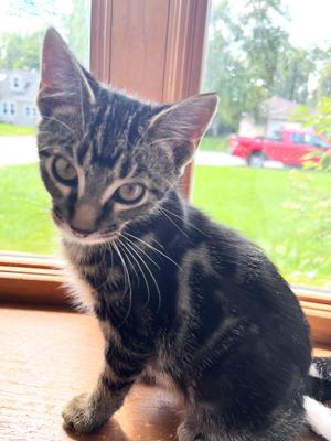 Faible, kitten, available for adoption