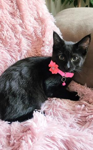 Delilah, kitten, available for adoption