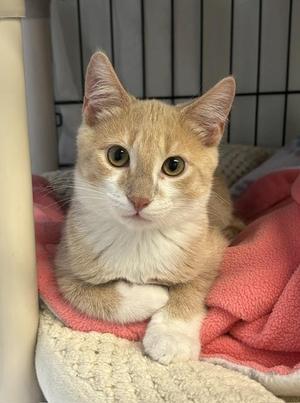 Kendrick, kitten, available for adoption