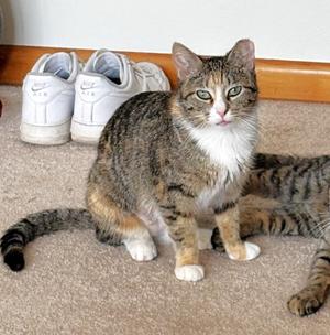 Leanna (Annie), young, available for adoption