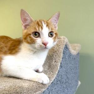 A fluffy orange and white cat with large green eyes is lying on a gray cat tree, looking directly at the camera.