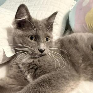 Felicia, kitten, available for adoption