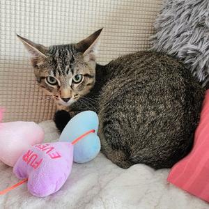 Grayson, kitten, available for adoption