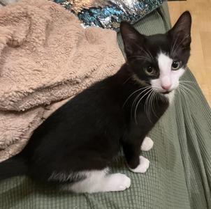 Pacman, kitten, available for adoption
