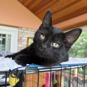 Freeway, kitten, available for adoption