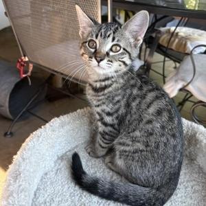 Freda, kitten, available for adoption
