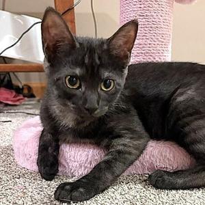 Clarissa, kitten, available for adoption