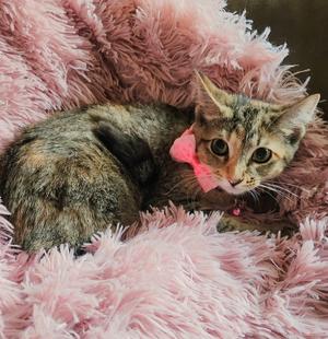 Gracie, kitten, available for adoption