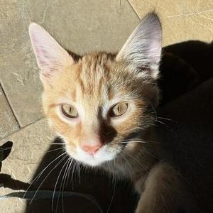 Freddy, kitten, available for adoption