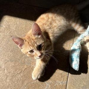 Freddy, kitten, available for adoption