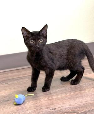 Artie, kitten, available for adoption