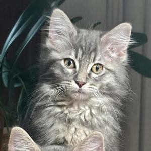 Elyse, kitten, available for adoption