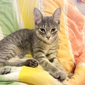 Claudia, kitten, available for adoption
