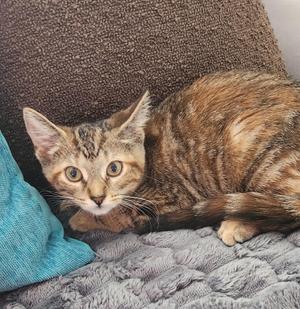 A tabby cat lying on a gray blanket with a blue pillow next to it.