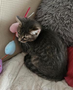 Oscar, kitten, available for adoption