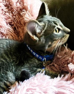 Oscar, kitten, available for adoption