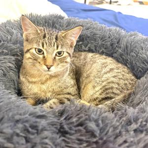 Claus, kitten, available for adoption