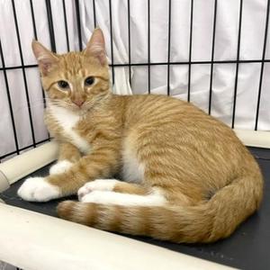 Kenny, kitten, available for adoption