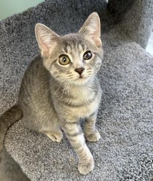 A gray tabby kitten sitting on a gray carpeted surface, looking directly at the camera with wide eyes.