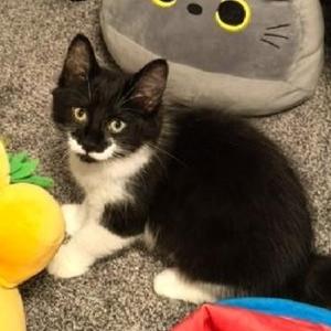Fera, kitten, available for adoption