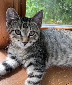 Fairfax, kitten, available for adoption