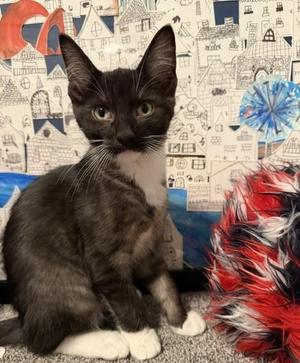 Ferris, kitten, available for adoption