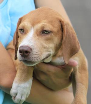 Montana, American Staffordshire Terrier, puppy, available for adoption