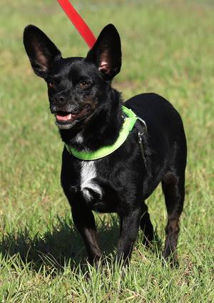 Jasper, Hound, young, available for adoption