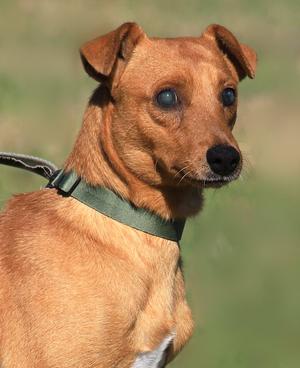 A medium shot of a small, tan-colored dog with a green collar, looking slightly to the right. The dog's eyes appear cloudy.