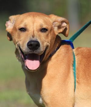 Jareth, Labrador Retriever / Black Mouth Cur, puppy, available for adoption