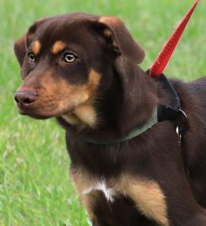 Poncho, Hound, puppy, available for adoption