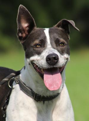 Capri, American Staffordshire Terrier, young, available for adoption