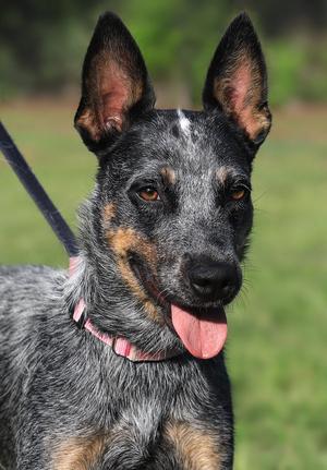 Atreyu, Australian Cattle Dog/Blue Heeler, young, available for adoption