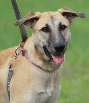 Leia, German Shepherd Dog, young, available for adoption