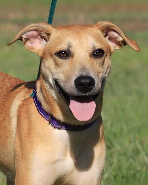 A happy brown dog with floppy ears and a purple collar, standing in a grassy field.