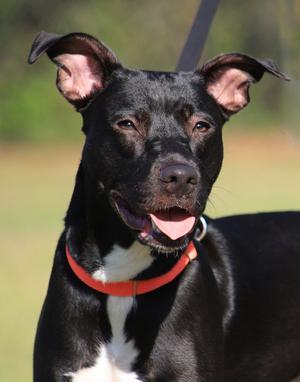 Blossom, Hound, young, available for adoption