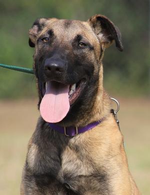 Kira, German Shepherd Dog, young, available for adoption