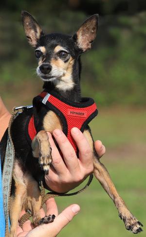 Dorothy, Miniature Pinscher, senior, available for adoption