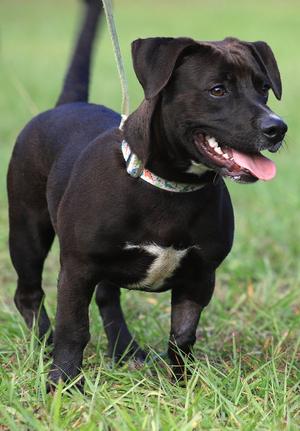 Max, Chihuahua, puppy, available for adoption